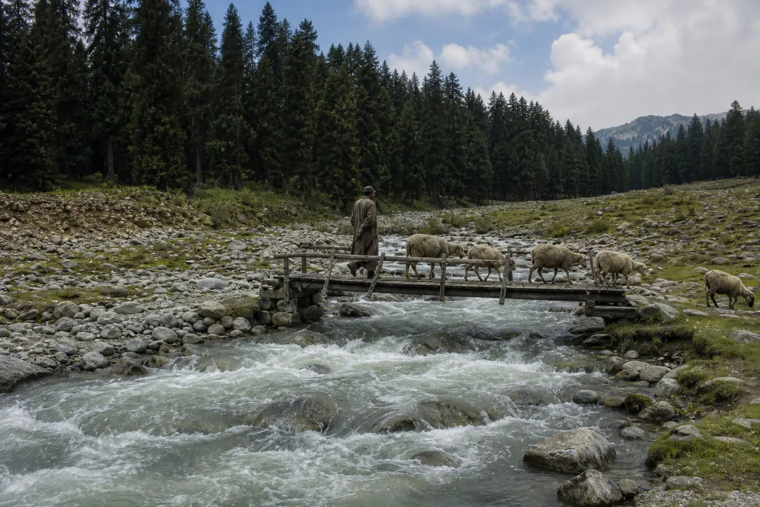 A shepherd guiding five sheep across a modest bridge over Doodhpathri's rocky stream