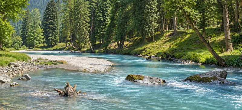 Turquoise river flowing between conifer-lined banks in Kashmir