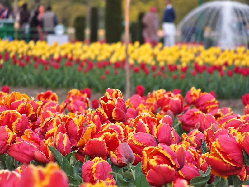 Pink and yellow frilled tulips in evening light