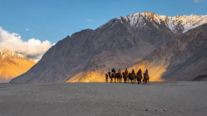 Camel riders in evening light at Hunder in Nubra