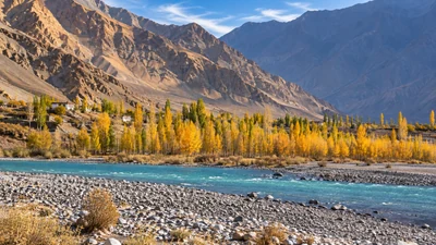Autumn poplars beside the Indus in Ladakh