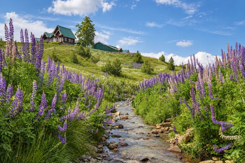 Purple lupins beside a path and a mountain cottage