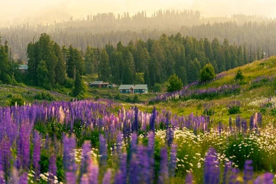 Purple wildflowers in a summer meadow bordered by conifers