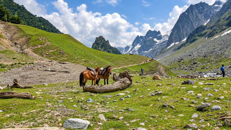 Saddled ponies beneath the mountain peaks at Sonamarg