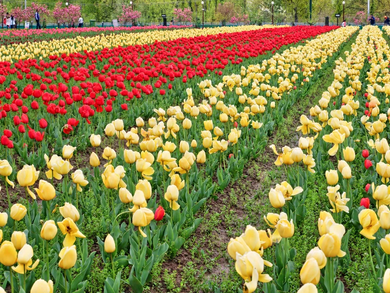 Red and cream tulip beds in Srinagar